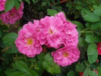 Rosa grimpant 'John Cabot' (sur tige)