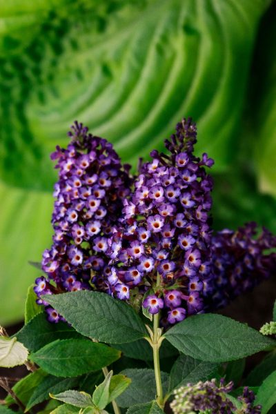 Buddleia  x 'Blueberry Pie' BE
