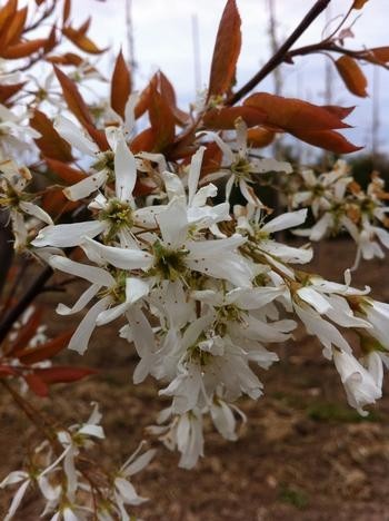 Amelanchier laevis (arbuste)