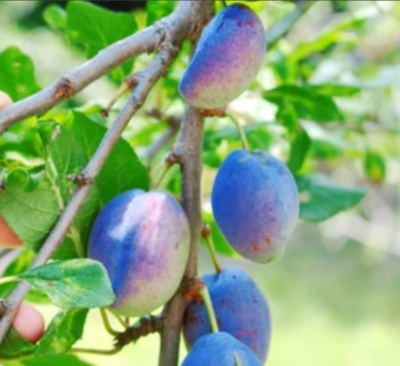Prunus domestica 'Vibrant'