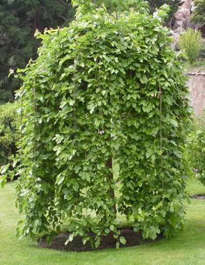 Mûrier blanc 'Chaparral' (sur tige)