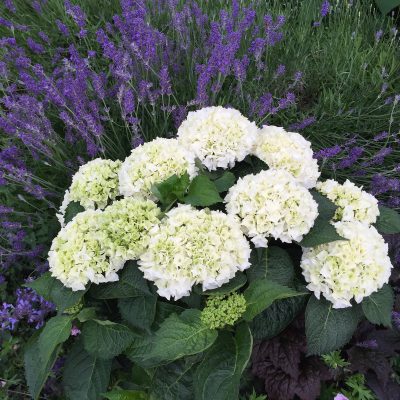 Hydrangée à grandes feuilles 'Magical Bride'