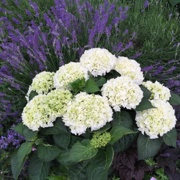 Hydrangée 'Magical Bride'