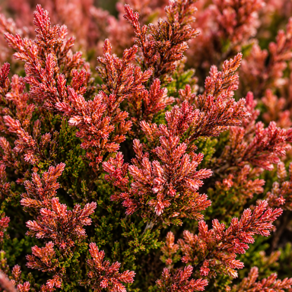 Calluna vulgaris 'Winter Chocolate'
