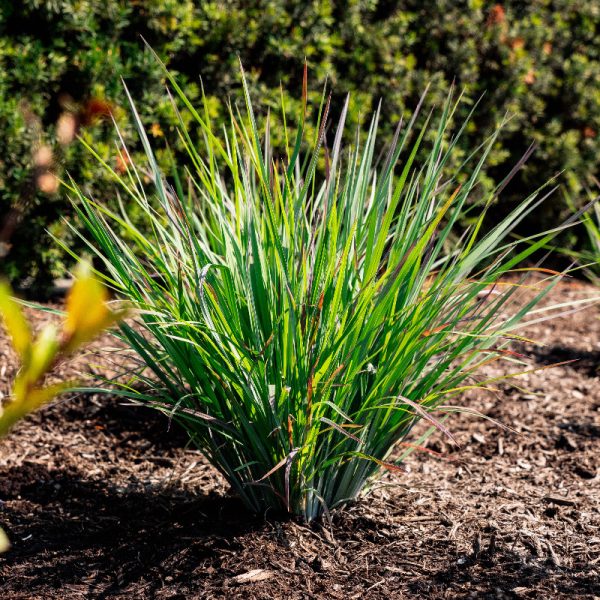 Schizachyrium scoparium 'Sandhill'