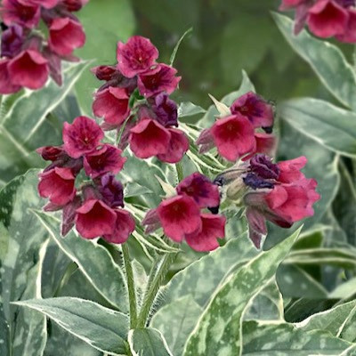 Pulmonaria x 'Raspberry Frost'