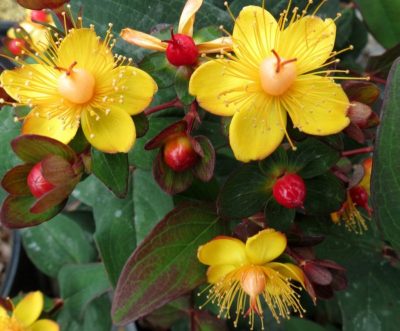 Millepertuis arbustif 'Magical Midnight Glow'