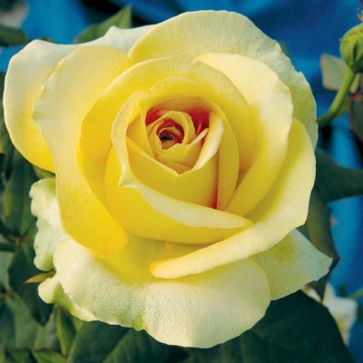 Rosa HT 'St-Patrick'