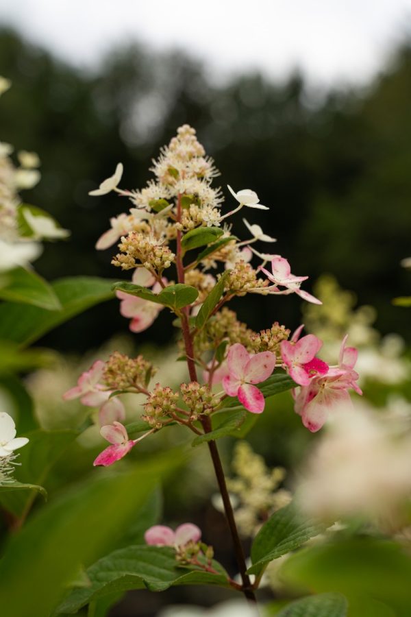Hydrangea paniculata 'Pink Diamond' (sur tige)