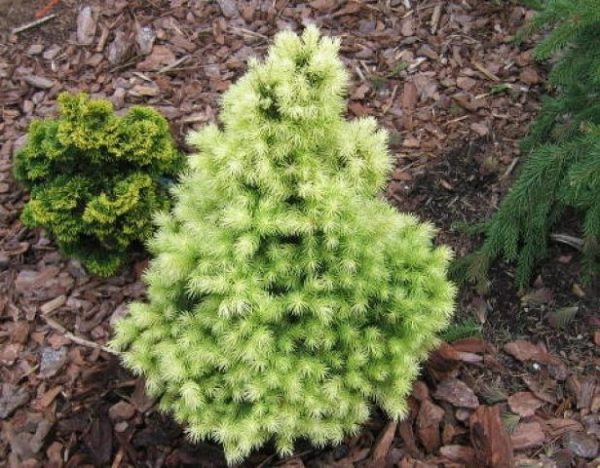 Picea glauca 'Daisy White'