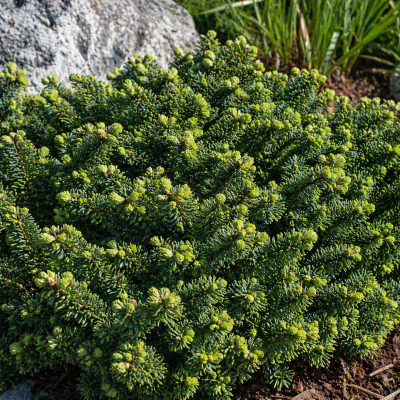 Abies balsamea 'Nana'