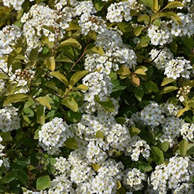 Spiraea x vanhouttei 'Levgold'