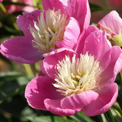 Pivoine