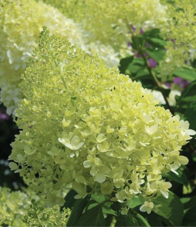 Hydrangea paniculata 'Limelight' PW (sur tige)