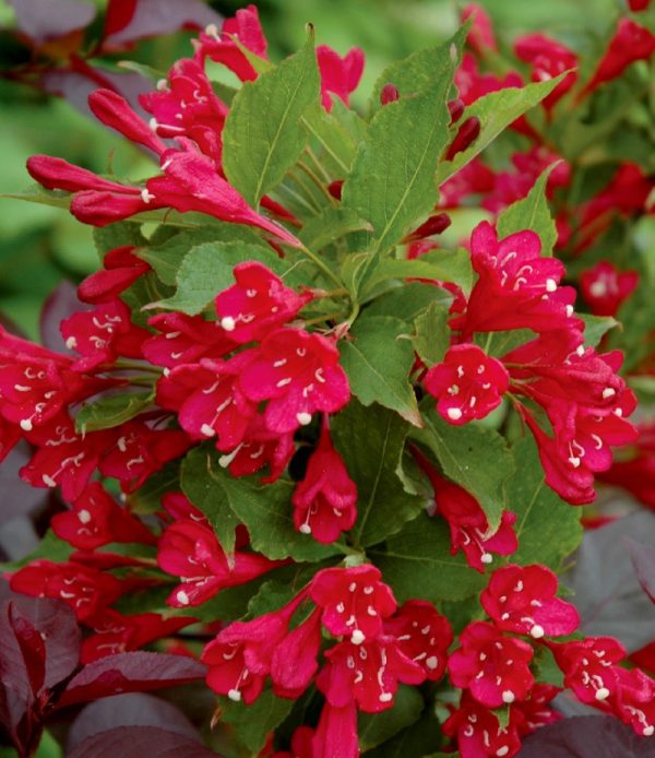 Weigela florida 'Red Prince' (sur tige)