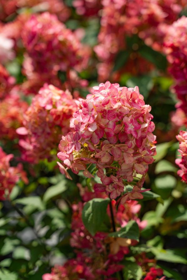 Hydrangea paniculata 'Fire light' PW STD