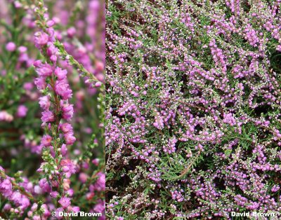 Bruyère d'été  'Arina'
