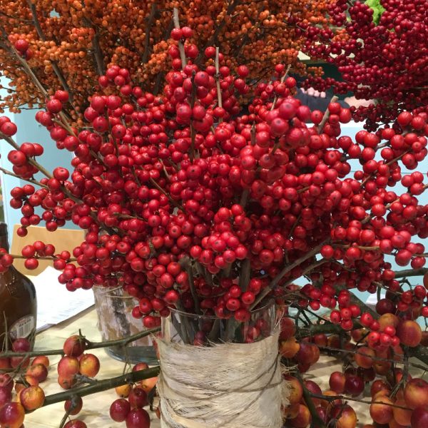 Ilex verticillata 'Magical Winter Jewel'