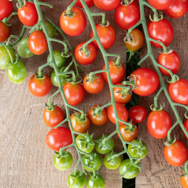 Indeterminate red cherry tomato