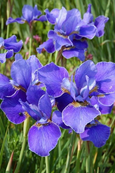 Iris sibirica 'Silver Edge'