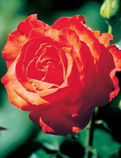 Rosa floribunda 'Burning Glow'