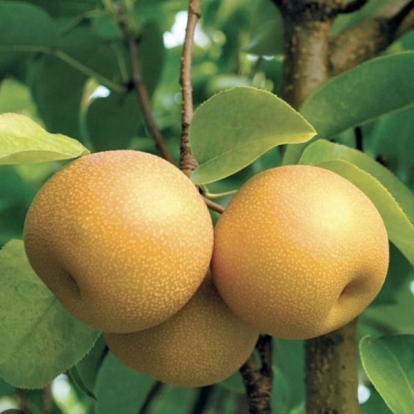 Pyrus pyrifolia 'A-ri-Rang'