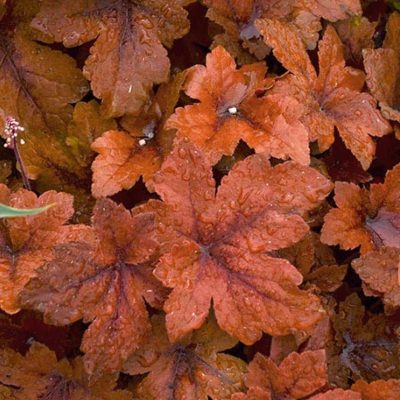 Heucherella 'Pumpkin Spice'