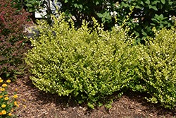 Betula 'Cesky Gold' PW