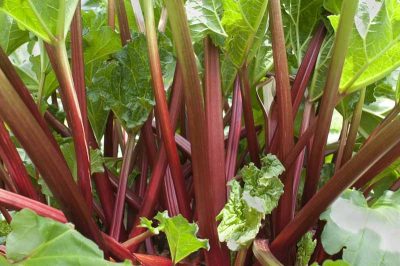 Canada Red Rhubarb
