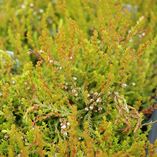 Calluna vulgaris 'Hoyerhagen'