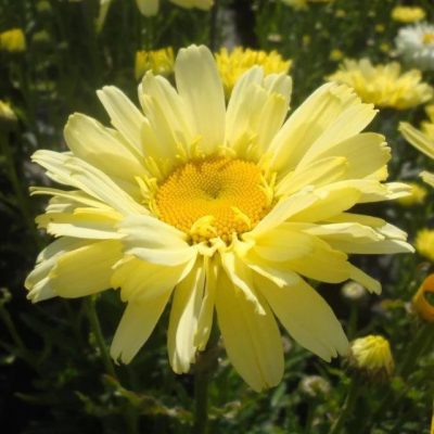 Leucanthemum superbum 'Real Dream'