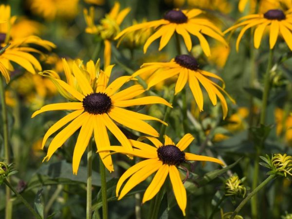 Rudbeckie hérissée