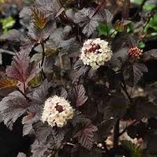 Physocarpus opulifolius 'Rubella'