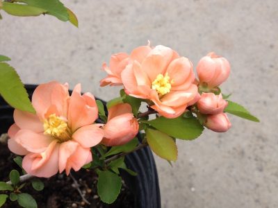 Cognassier 'Geisha Girl'