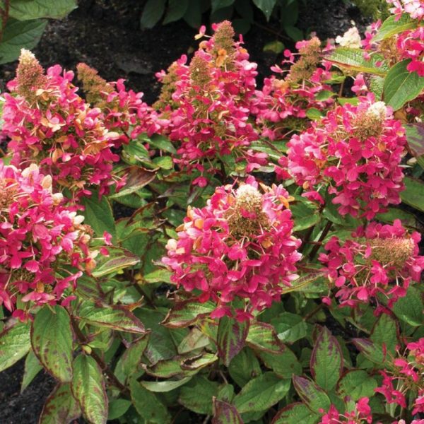 Hydrangea paniculata' Flare' BE STD
