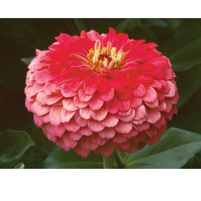Zinnia Benary 'Giant Coral'