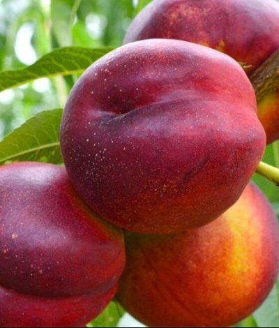 Nectarine 'Harovin Nova'