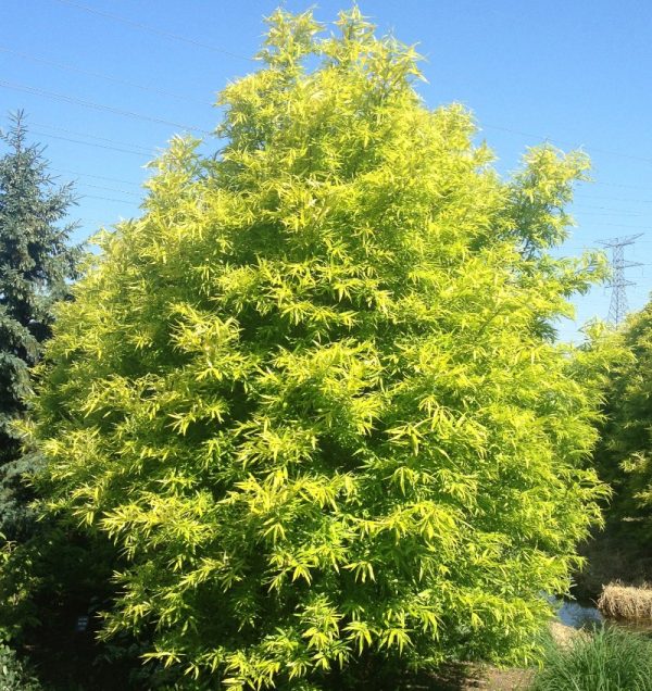 Willow 'Golden Sunshine'
