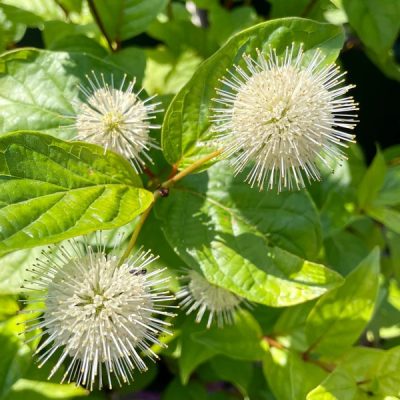 Buttonbush