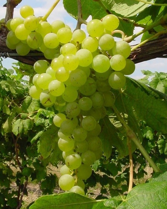 Vitis labrusca ‘Himrod’