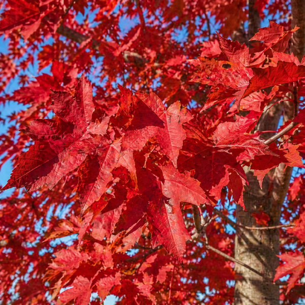 Acer freemanii 'Celebration'