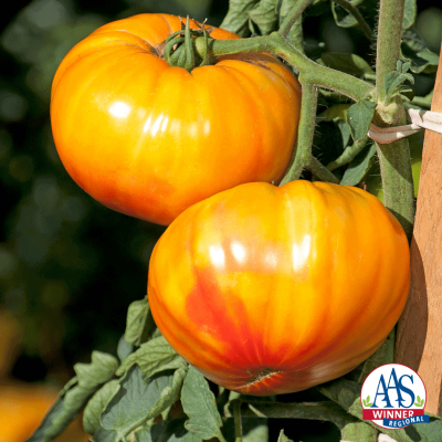 Indeterminate yellow tomato