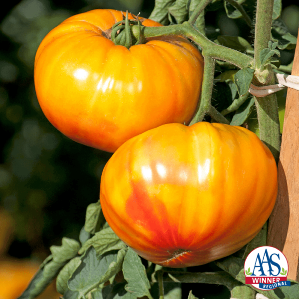 Indeterminate yellow tomato