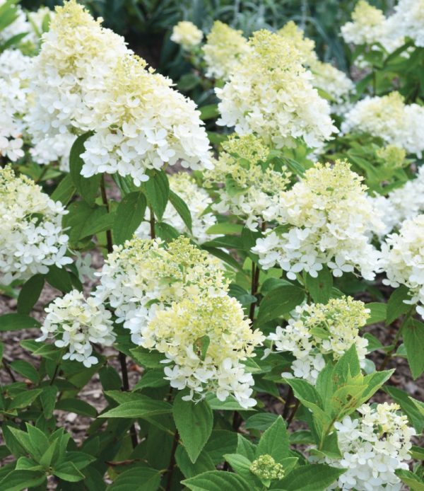 Hydrangea paniculata 'Sweet Summer' STD