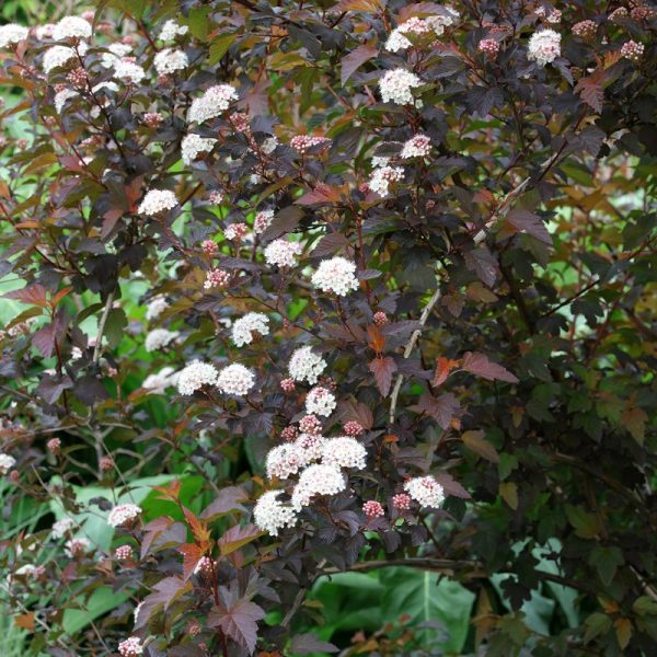 Physocarpus opulifolius 'Red Baron' STD