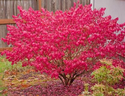 Burning Bush