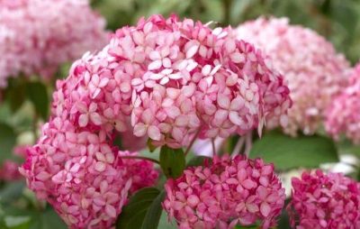 Hydrangea arborescens 'Candybelle Bubblegum'