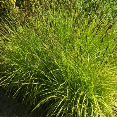 Carex aurea