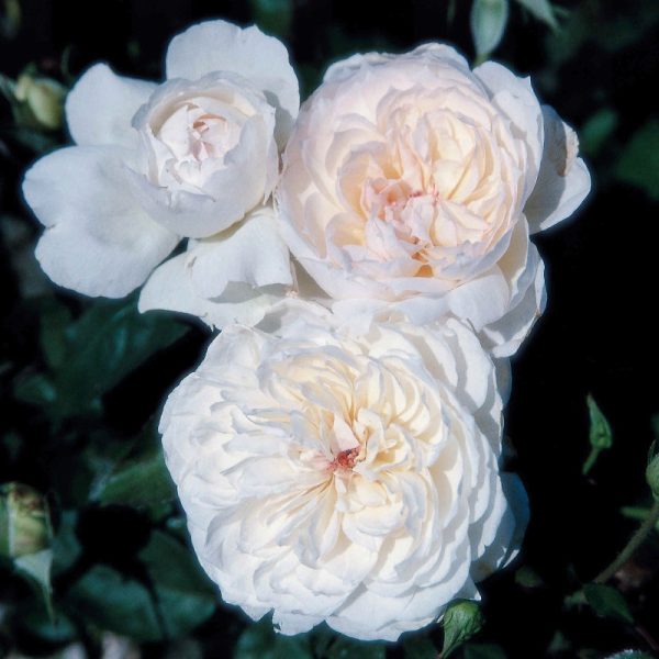 Rosa floribunda 'Bolero'