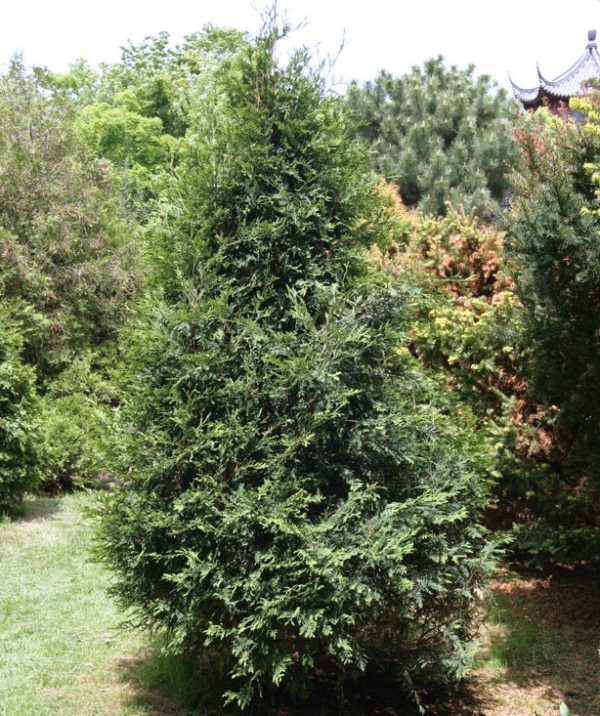 Cèdre blanc 'Techny'